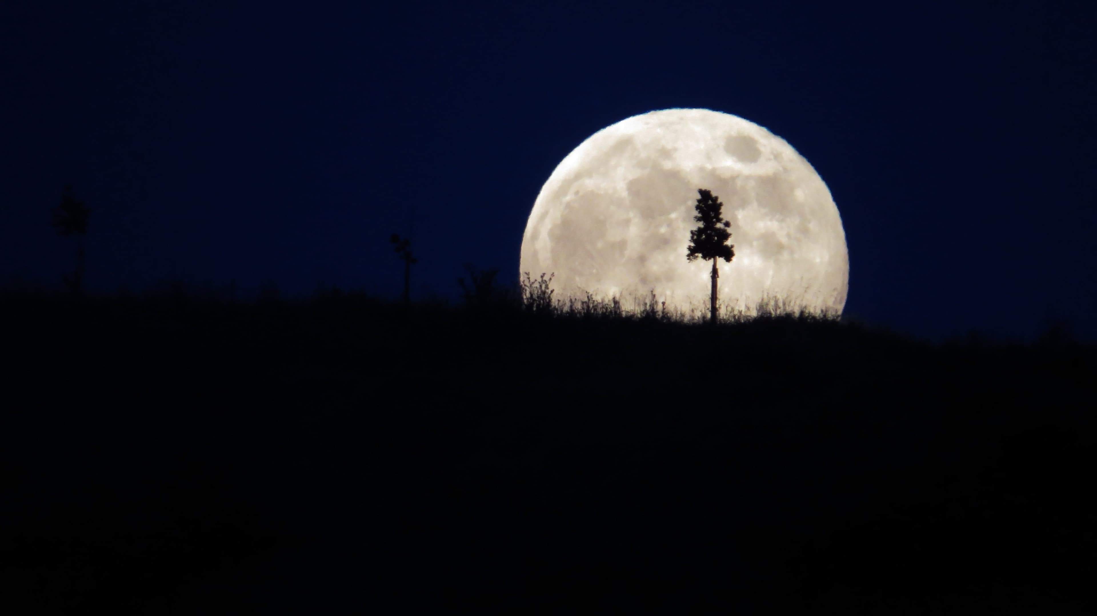 Luna de fresa y el árbol